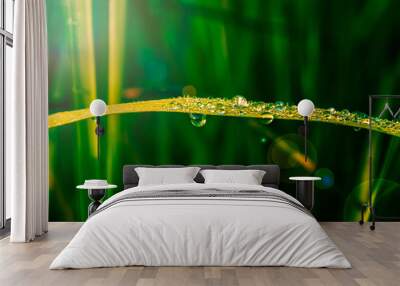 dew drop on green leaves  fresh spring nature background Wall mural