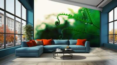 green fern with dew drop  at  sunrise  fresh  spring narure background Wall mural