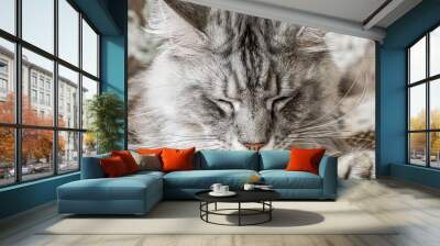 A Maine Coon cat. Funny purebred smoky cat. Pets. Wall mural