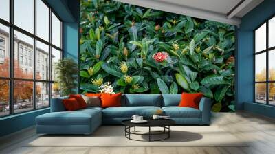 Beautiful red flowers on bush with green foliage in tropical climate, botanical concept exotic plants Wall mural