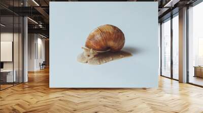 Beautiful snail isolated on white background Wall mural