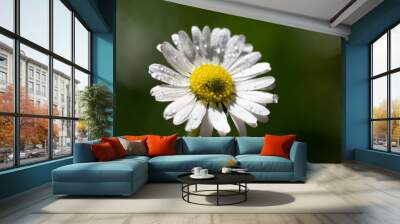 closeup image of a daisy flower blossom on green background Wall mural