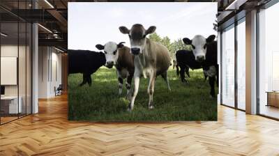 cows looking in camera Wall mural