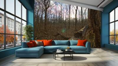 Autumn forest Wall mural