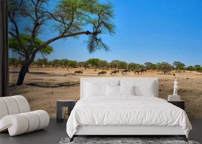 zebras in the african savanna Wall mural