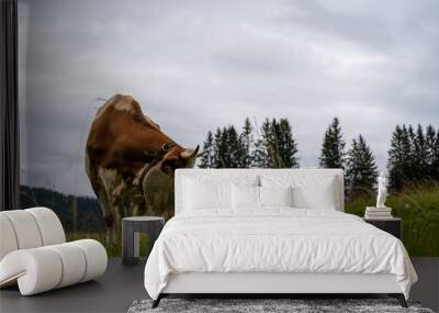 Mountain cows grazing on an alpine pasture in the Austtria in summer. Wall mural