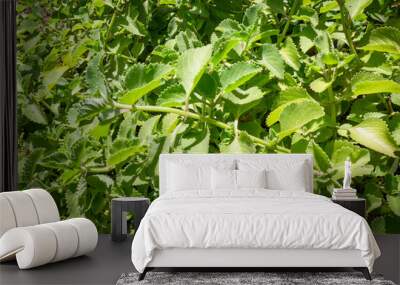 Oregano herb garden     Wall mural