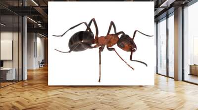 forest ant right side Wall mural