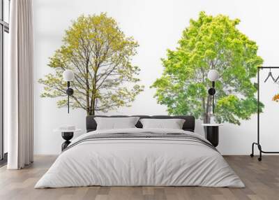 four seasons large maple tree isolated on white Wall mural