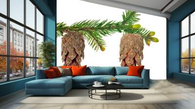 green fir branch with two cones Wall mural