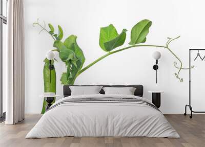 isolated green pea on stem Wall mural