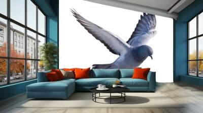 isolated on white dark grey pigeon in flight Wall mural