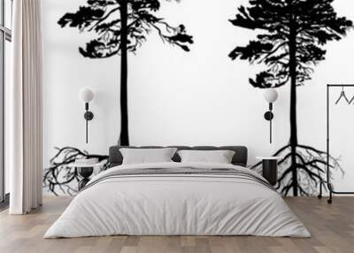 isolated two high black pines with roots Wall mural