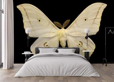 light beige butterfly isolated on black Wall mural