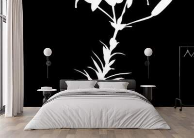 lily white silhouettes with two buds and bloom Wall mural