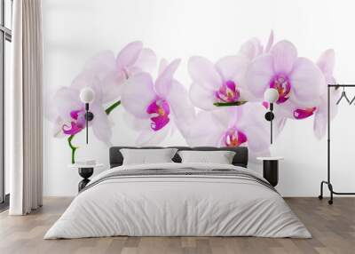 lot of light pink isolated orchids Wall mural