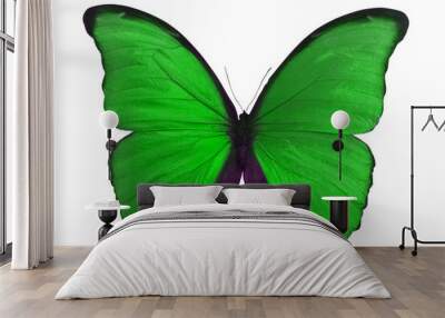 macro photo of green butterfly on white Wall mural