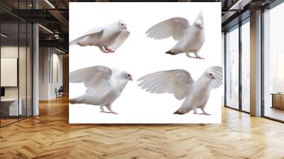 set of dove poses isolated on white Wall mural