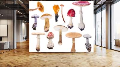 set of twelve toadstools isolated on white Wall mural