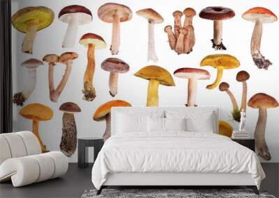 set of twenty two edible mushrooms isolated on white Wall mural