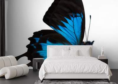 side view of bright blue butterfly Wall mural