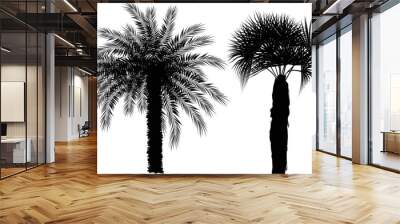 two palm trees isolated on white Wall mural