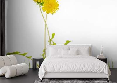 two yellow bright dandelions in grass Wall mural