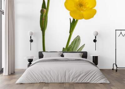 two yellow buttercup flowers Wall mural