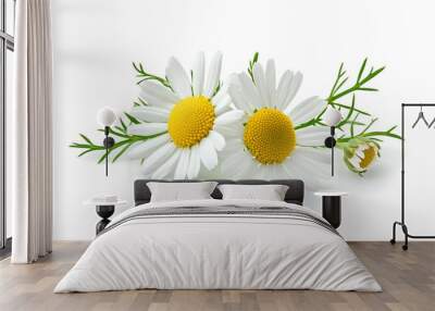 Chamomile flowers, buds and leaves bunch isolated on white background Wall mural