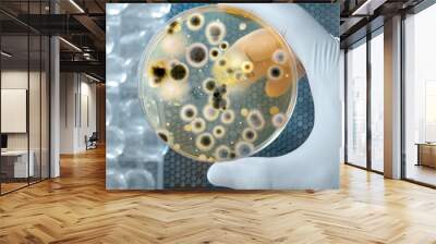 hand holds petri dish with bacteria culture Wall mural