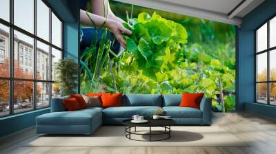 picking vegetables Wall mural