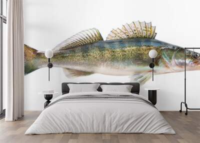 pike perch river fish on white background Wall mural