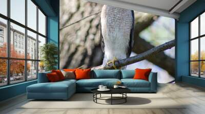 red tailed hawk Wall mural