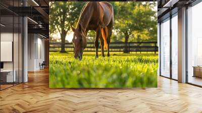 Red thoroughbred horse grazing grass on pasture animal farm Wall mural