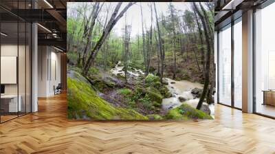 river in the forest Wall mural