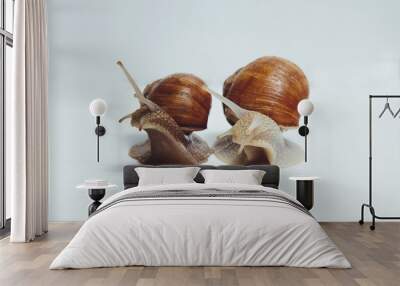 Two beautiful snails isolated on white background  Wall mural