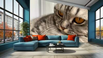 Unsere Katze Pia Wall mural