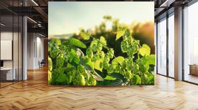 vibrant green hop plants absorbing sunlight lush environment agriculture botanical blooming climbing cultivation crop ecology farm field flora Wall mural