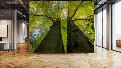 view into the leaf canopy of two deciduous trees in autumn Wall mural