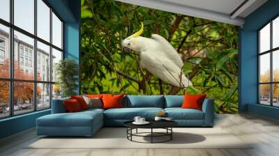 White cockatoo sitting on the tree branch Wall mural