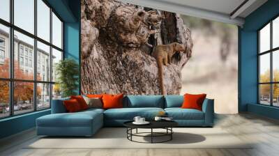 wild dwarf mongoose in africa Wall mural