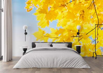 Bright yellow leaves of maple tree on blue sky background. Beautiful yellow tree in the park Wall mural