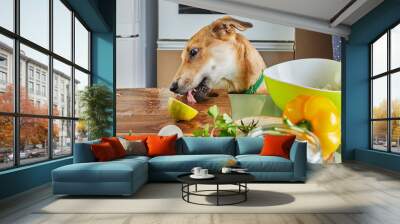 The dog tries to lick the food prepared for the virtual online seminar off the table, the prepared healthy food in the kitchen at home Wall mural