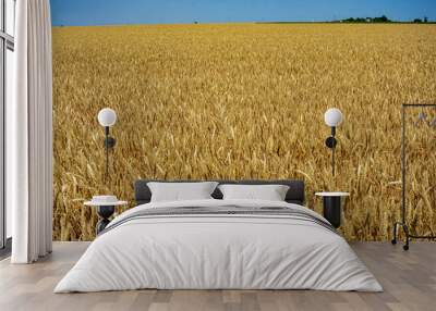 Endless wheat field against blue cloudless sky. Ripe ears of wheat in field close-up. Summer landscape in countryside. Panoramic image. Nature concept for design. Wall mural