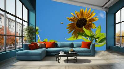 Ornamental sunflower (Helianthus annuus). Huge golden petals of decorative sunflower (Helianthus annuus) against blue sky. Bee flies to flower. Close-up. Nature for design. There is place for text. Wall mural