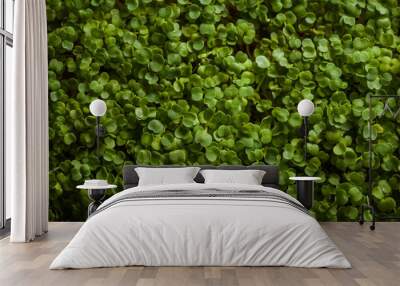 Fresh green sprouts of .arugula. Micro greens textured background Wall mural