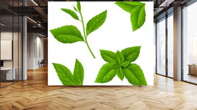 Fresh green tea sprig and mint leaves with drops of dew.Vector illustration of plant on isolated background. Eps 10 Wall mural