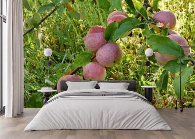 Apples on the tree. Good fruit harvest. Wall mural