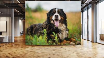 Bernese mountain dog in the summer meadow Wall mural