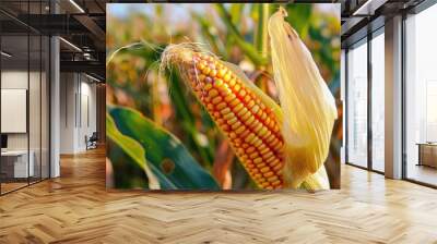 Corn Cob in Field Wall mural